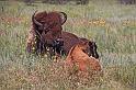 136 custer state park, bizons